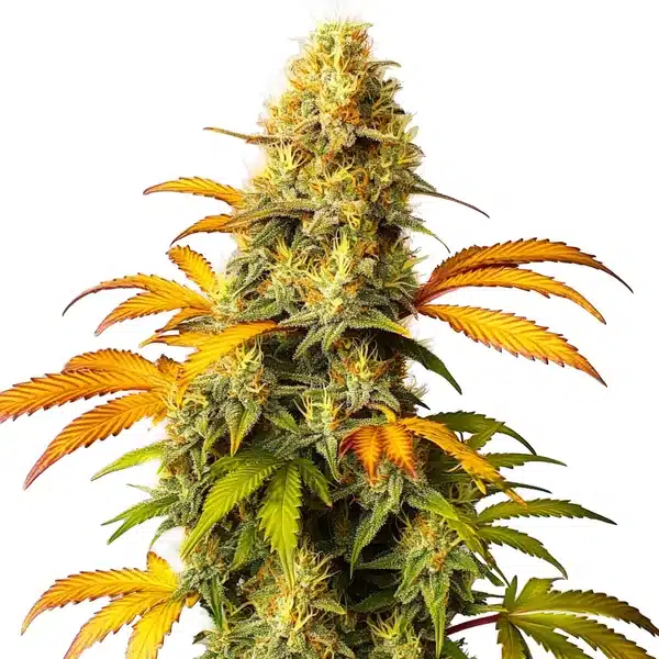 California Hash Plant – Blimburn Seeds