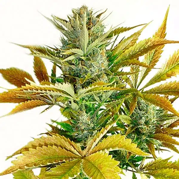 California Haze – Blimburn Seeds