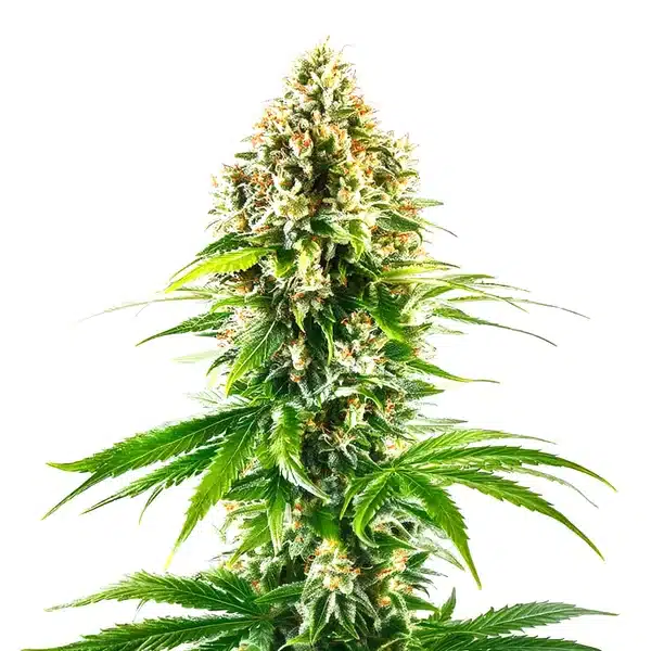 California Orange Regular – Blimburn Seeds