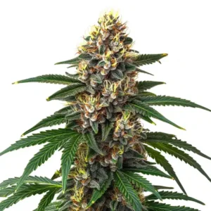 Candy Kush – Blimburn Seeds
