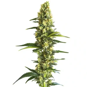 Candy Kush Fast Version – Blimburn Seeds