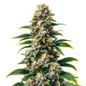 Candy Kush Regular – Blimburn Seeds