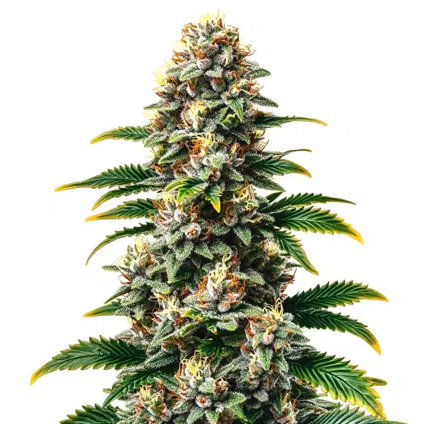 Candy Kush Regular – Blimburn Seeds