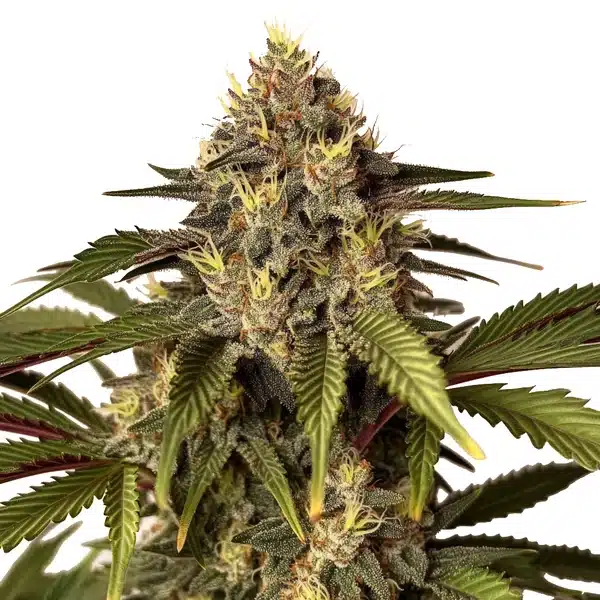 Candy Kush x Do-Si-Dos – Blimburn Seeds