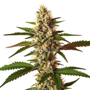Candy Punch Regular – Blimburn Seeds