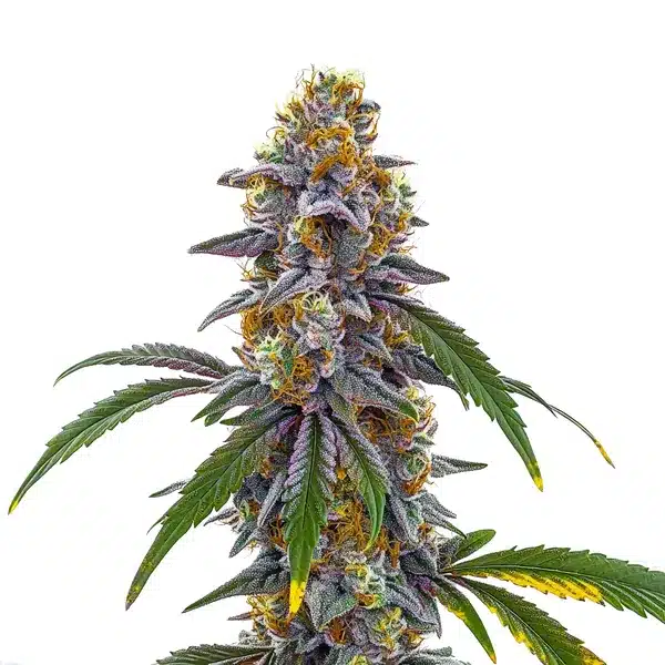 Candyland – Blimburn Seeds