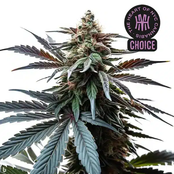 Cap Junky HMC Edition – Blimburn Seeds