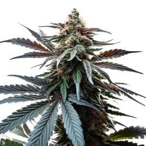 Cap Junky – Blimburn Seeds