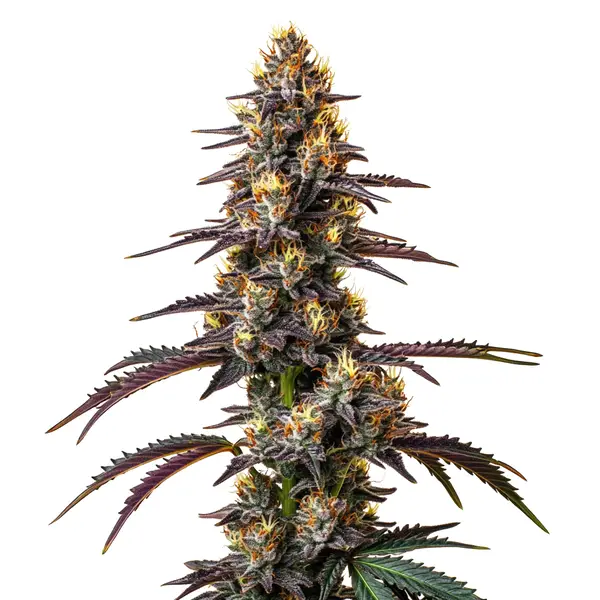 Carbon Fiber – Blimburn Seeds