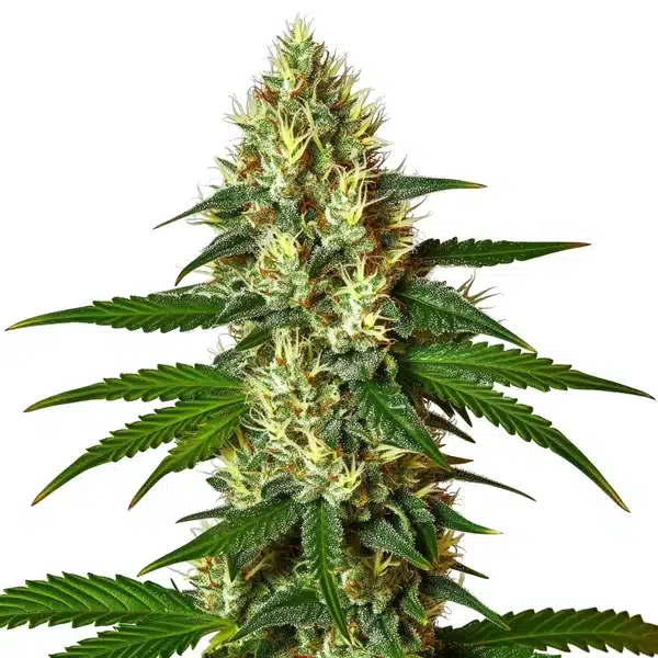 Carmen 2.0 – Blimburn Seeds