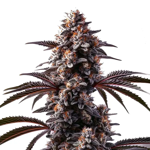 Cement Shoes – Blimburn Seeds