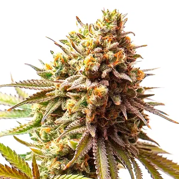 Cereal Milk Cannabis Extraction – Blimburn Seeds