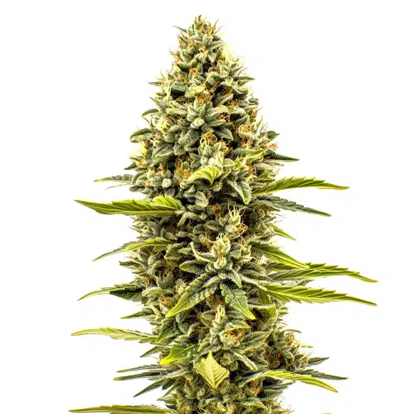 Cheese Auto – Blimburn Seeds