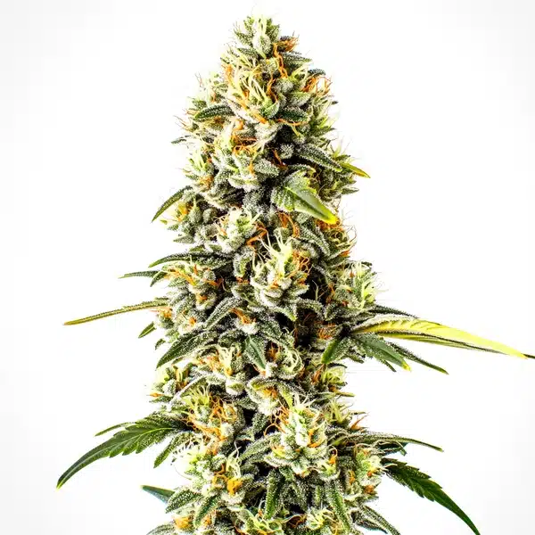 Cheese Cookies – Blimburn Seeds