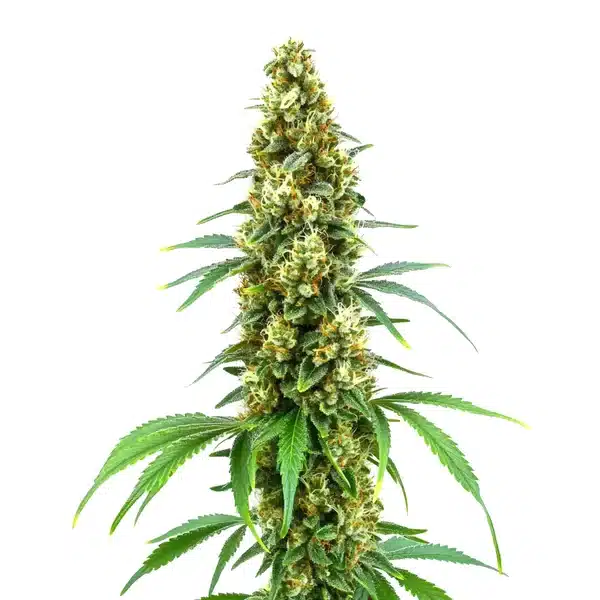 Cheese Diesel – Blimburn Seeds