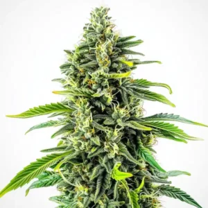 Cheese Fast Version – Blimburn Seeds