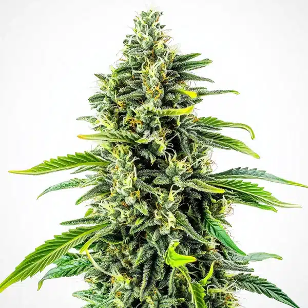 Cheese Fast Version – Blimburn Seeds