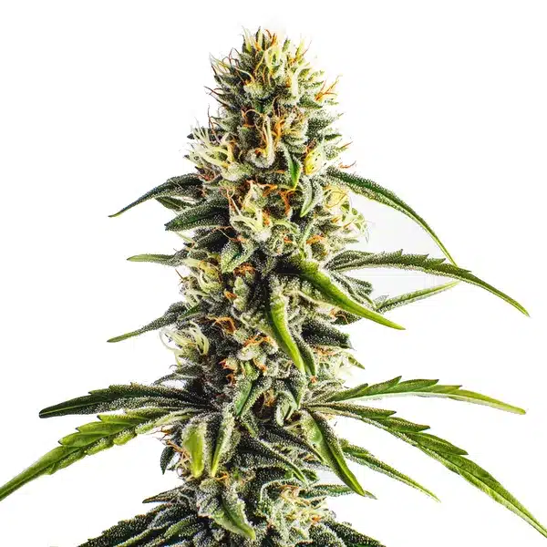 Cheese Lemon Regular – Blimburn Seeds