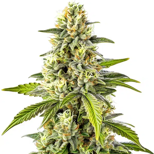 Cheese – Blimburn Seeds