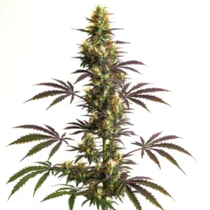 CheeseCake Gelato Auto – Blimburn Seeds