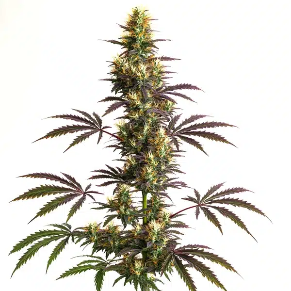 CheeseCake Gelato Auto – Blimburn Seeds