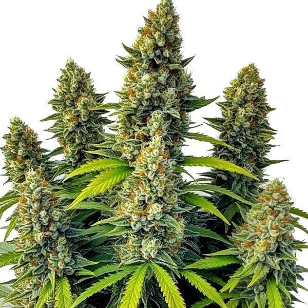Chemdog Auto – Blimburn Seeds