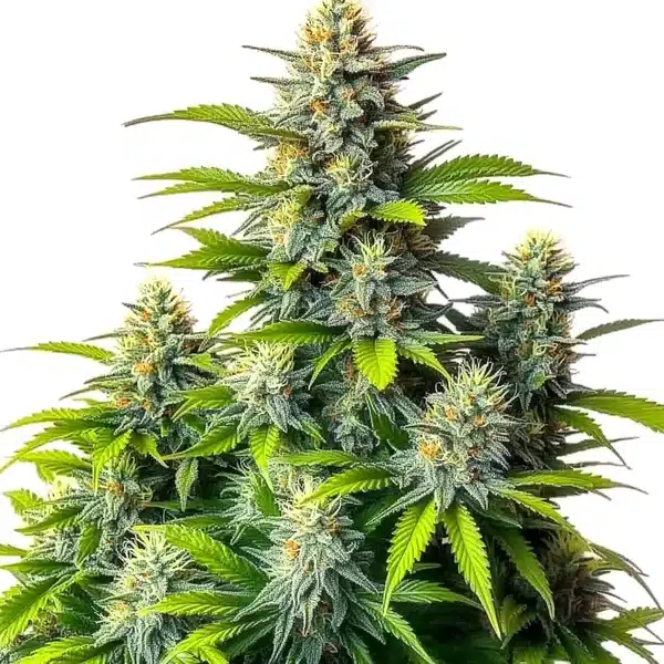 Chemdog Diesel Auto – Blimburn Seeds