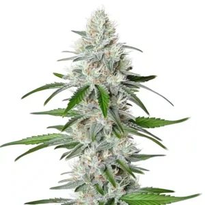 Chemdog Fast Version – Blimburn Seeds