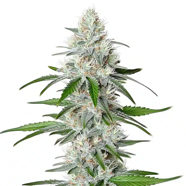 Chemdog Fast Version – Blimburn Seeds