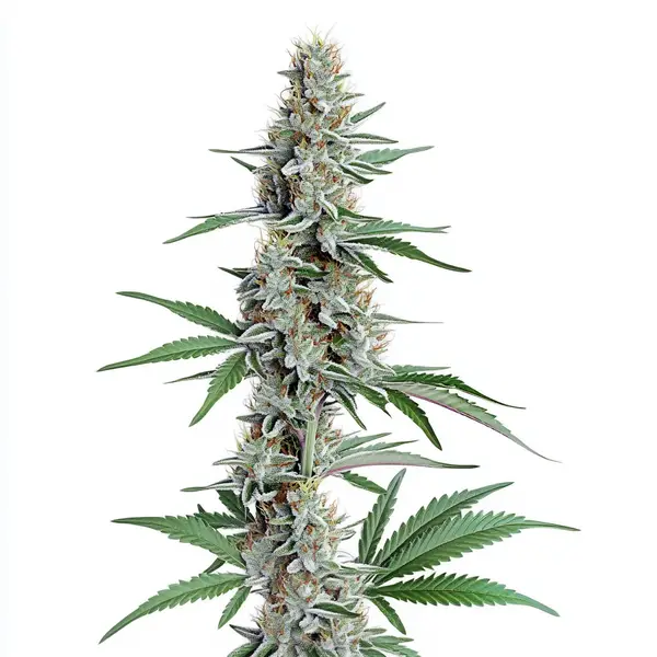 Chemdog Regular – Blimburn Seeds
