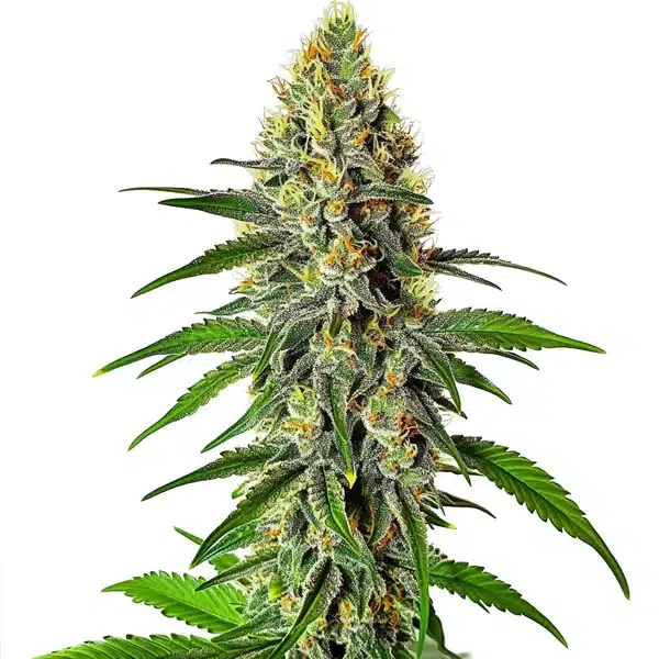 Cherry AK – Blimburn Seeds