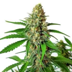 Cherry Ak Auto – Blimburn Seeds