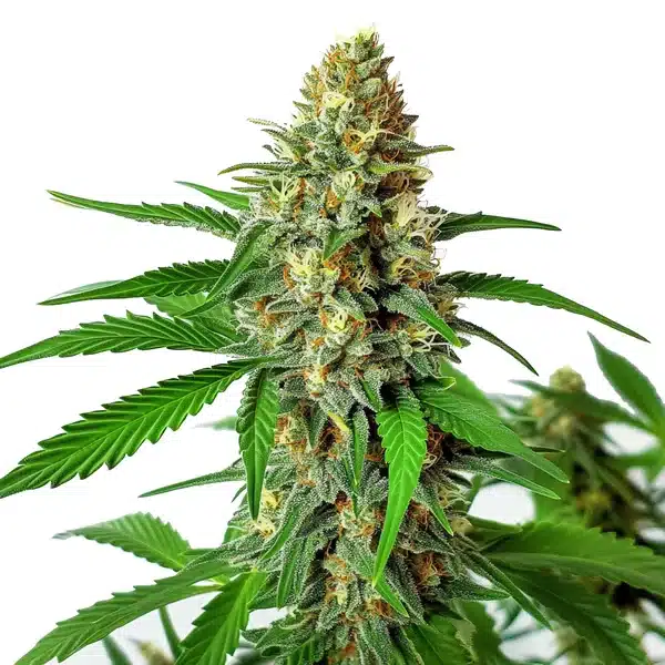 Cherry Ak Auto – Blimburn Seeds
