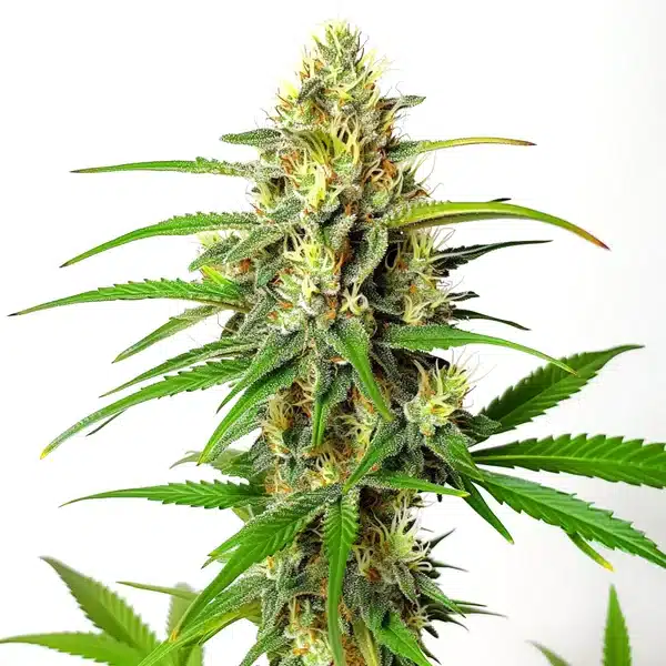 Cherry Ak Fast Version – Blimburn Seeds