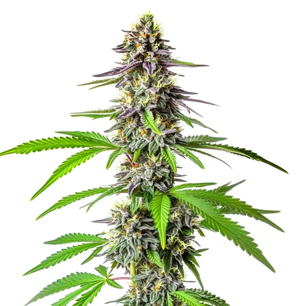 Cherry Alien Auto – Blimburn Seeds