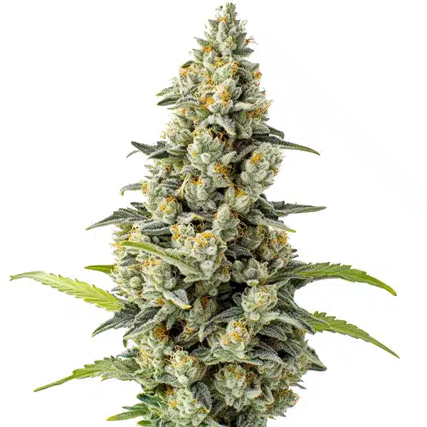 Chocolate Fondue – Blimburn Seeds