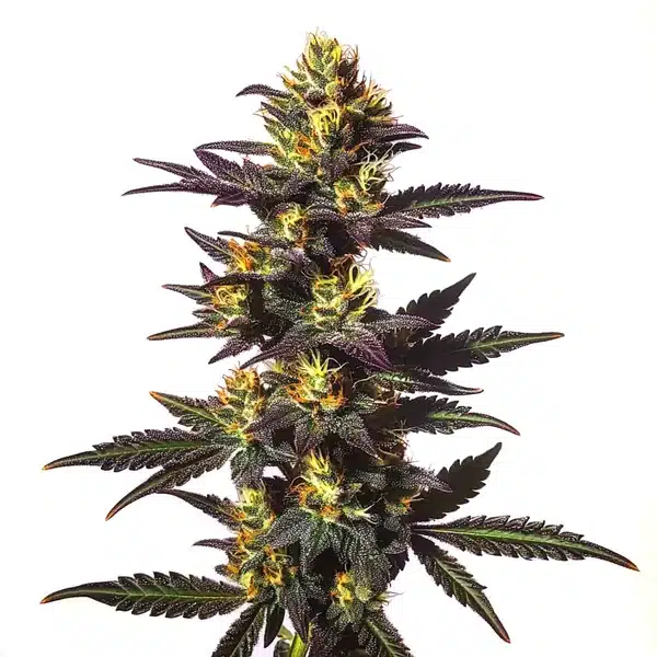 Chocolate Mint Regular – Blimburn Seeds