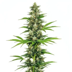 Chocolope Candy Regular – Blimburn Seeds