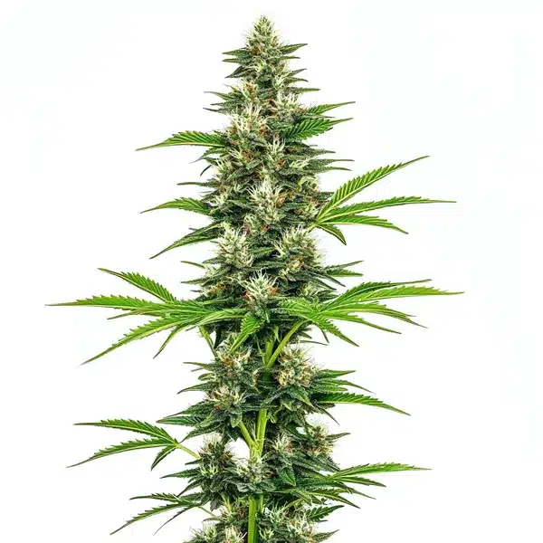 Chocolope Candy Regular – Blimburn Seeds