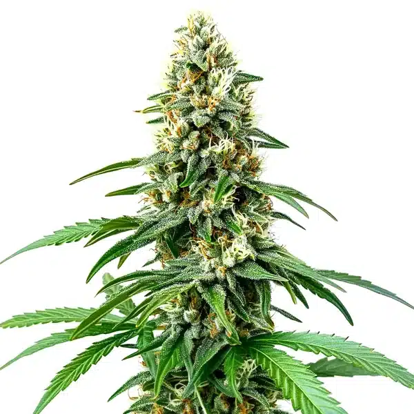 Chocolope Kush Regular – Blimburn Seeds