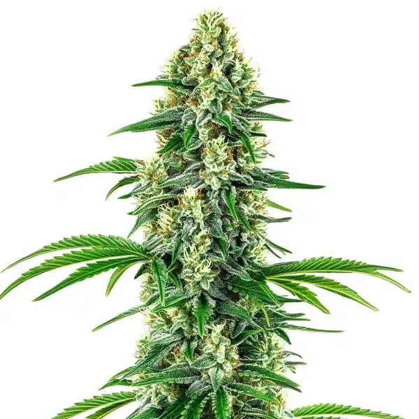 Chocolope x Candy – Blimburn Seeds