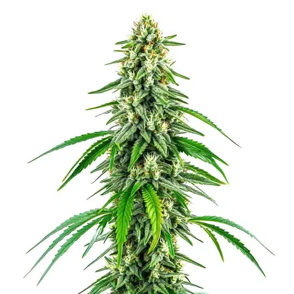 Chocolope x Kush – Blimburn Seeds