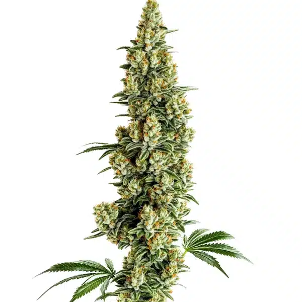 Chocolopez Fast Version – Blimburn Seeds