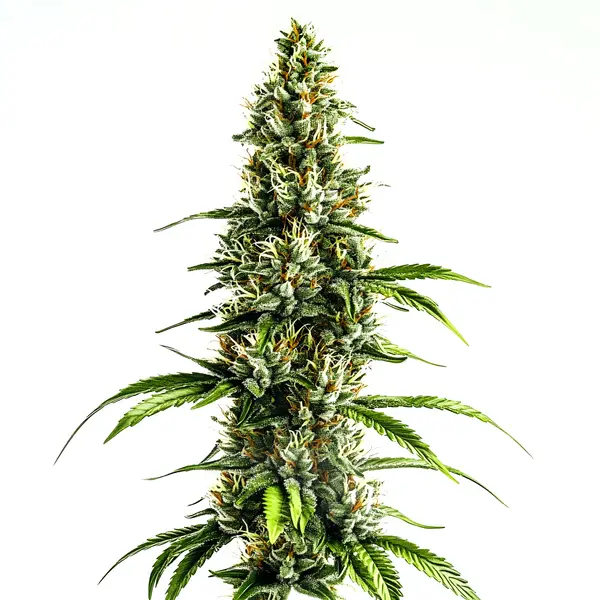 Chocolopez – Blimburn Seeds