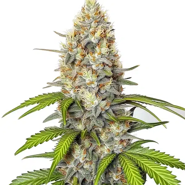 Chronic Widow – Blimburn Seeds