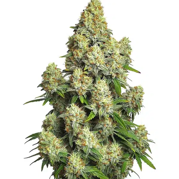 Cinderella 99 Auto – Blimburn Seeds