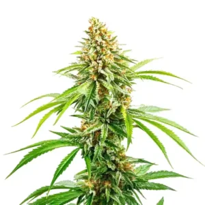 Cinderella 99 Fast Version – Blimburn Seeds