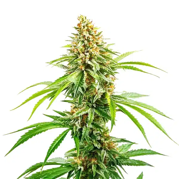 Cinderella 99 Fast Version – Blimburn Seeds
