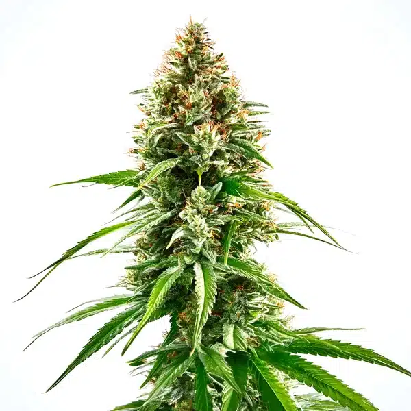 Cinderella 99 x Blueberry – Blimburn Seeds