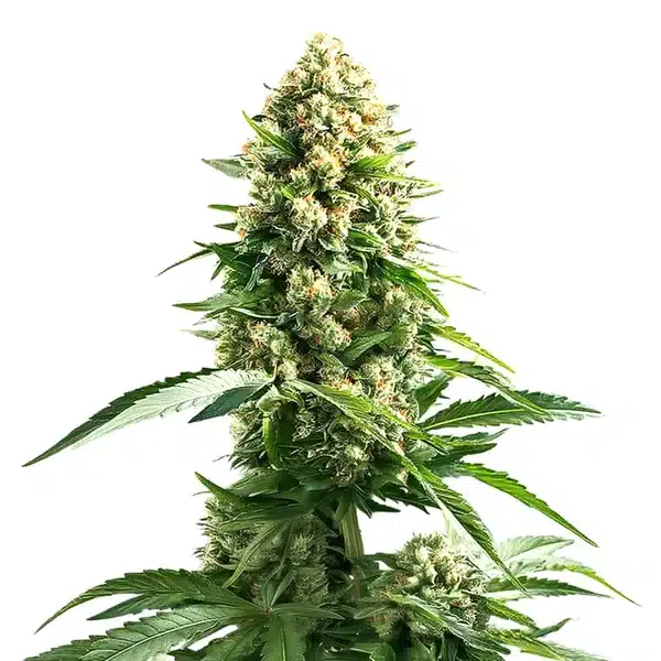 Cinderella 99 x Kali Mist – Blimburn Seeds